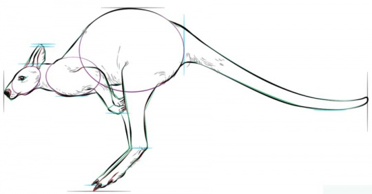 hopping-kangaroo-6-how-to-drawک