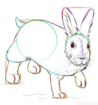 snowshoe-hare-8-how-to-drawخرگوش