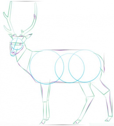white-tailed-deer-4-how-to-drawث