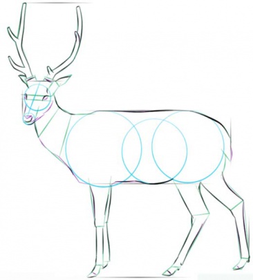 white-tailed-deer-5-how-to-drawث