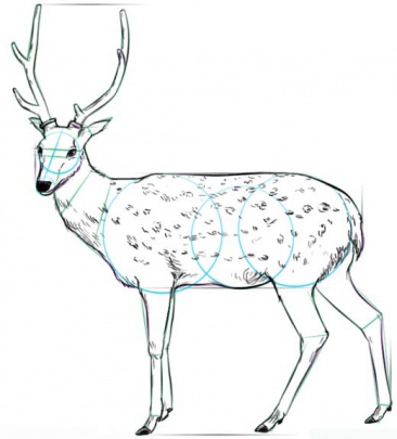 white-tailed-deer-6-how-to-drawث