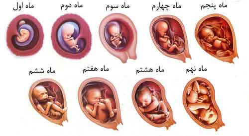 مراحل-رشد-جنین