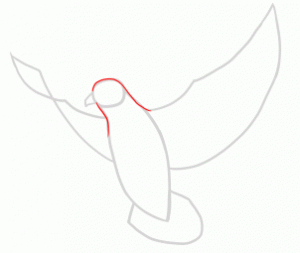 آموزش نقاشی کبوتر۱