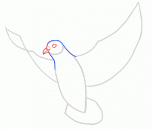 آموزش نقاشی کبوتر۲