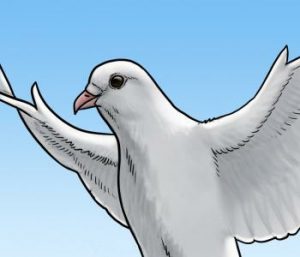 آموزش نقاشی کبوتر۱۰
