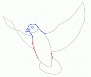 آموزش نقاشی کبوتر۳