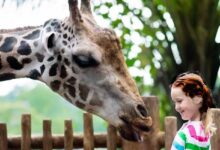 کودک در حال شناخت حیوان