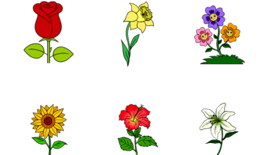 انواع گل ساده نقاشی شده