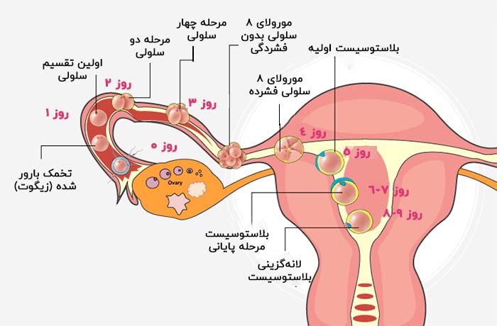 بارداری | جنین